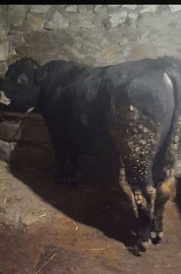 İtlər: Anqus buğa. Anası simental atası Anqusdur 12 aylıqdır toxumluqa tam — 2