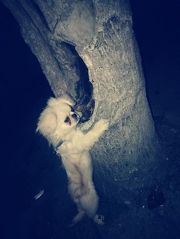 Pekines, 5 ay, Dişi, Ödənişli çatdırılma