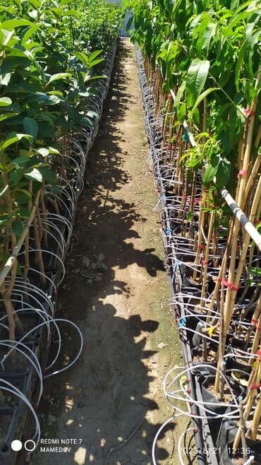 nərgiz gülü satışı: Meyvə tinglərinin satışı. Hər növ var. Buyurun sifariş edə — 3