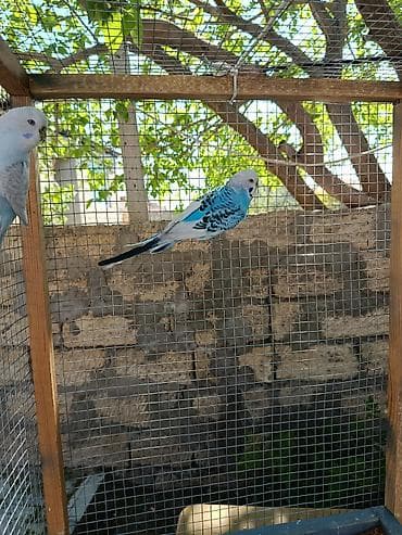 cins toyuqlarin satisi: Hazir saglam cut quşlardi iri qefesle bir yerde satilir rial alici — 4