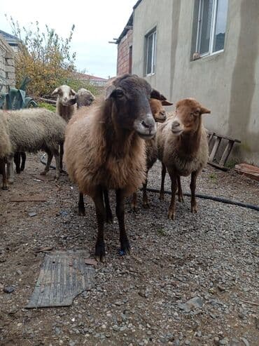 inek sekli: Qoyun sürüsü – ətlik və damazlıq üçün - Növ: yerli qaragül/qarabaş — 3