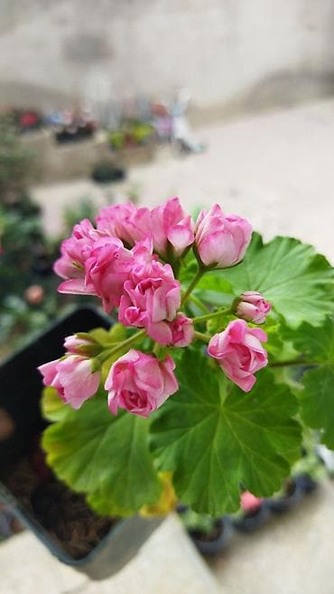 Герань розебудная сортовая