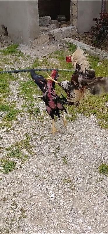 Məhsul: İki ədəd xoruz (uzunboyun, güclü ayaqlı, sərt dimdikli)