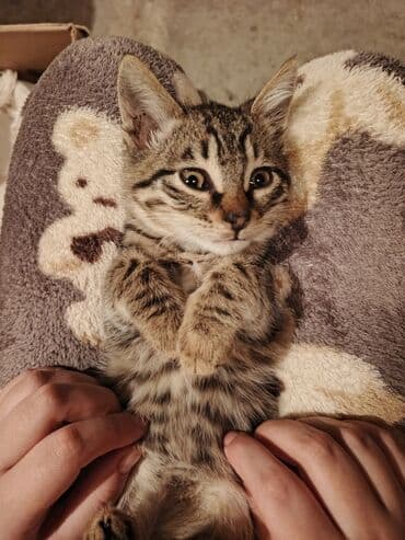 кот в добрые руки: Tabbi — 1