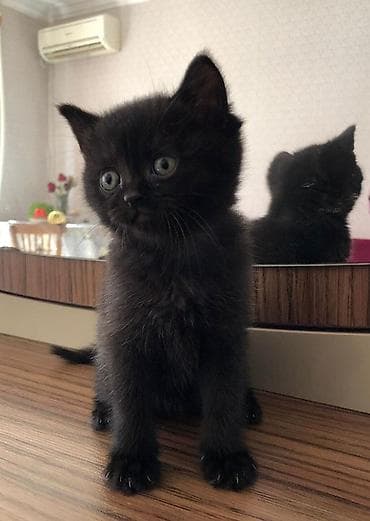 Pişiklər: Şinşilla, Erkək, Yaxşı əllərə — 1