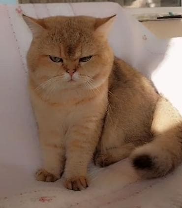 pisiylər: Britan — 10