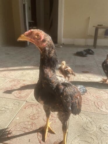 sumqayıtda cucə satışı: 5aylarına az qalb. Super cins qandılar. Kimnən gəldiyini voda ətraflı — 1