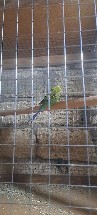 ağ goyərcin: Quş satılır erkek dişisi qaçıb deye — 3