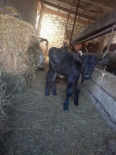 erkək quzu: Erkek super Gövdəli buzovdu — 1