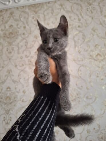 купить домик для кота: Самец, В добрые руки, Самовывоз — 2