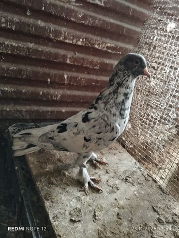 danışan tutuquşu satışı: Qiymət 1-ne aiddir.boz əbrəş erkek 16 tük,mor çəp erkək 18 tük.Əbrəş — 8