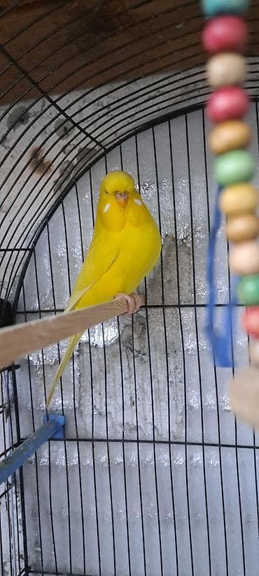 ev quslarinin satisi: Papuqay təmiz çex cüt bala verən balaların satmışam biri qalıb oda — 2