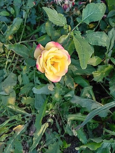 Şitillər: Məhsul: Peyzaj üçün iynəyarpaq və gül kolları - Thuja “Aurea Nana” — 4