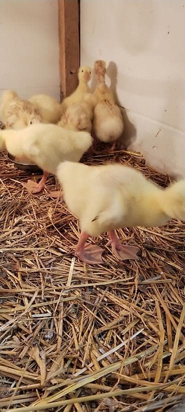 Balaca qaz cücəleri və ördək balasi - Cins: qaz (sarı-ağ lələklər