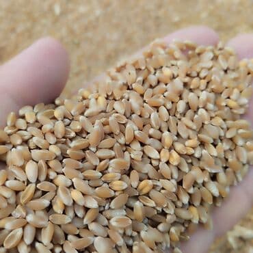 Məhsul: Buğda dənəsi (taxıl) Təsvir: - Təmizlənmiş, bərabər ölçülü