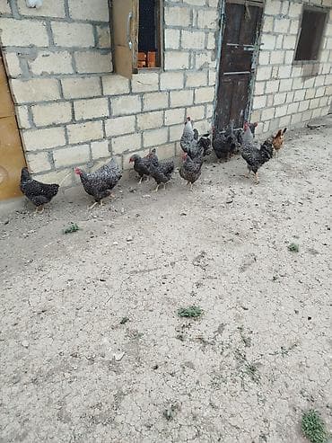 sort toyuq: Şekilde gorduyunuz Xarkov ve Avustroloq beceleri satilir Xarkovlar — 4