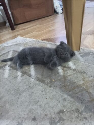 VAZ (LADA): Britan, Dişi, Yaxşı əllərə, Ödənişli çatdırılma — 2