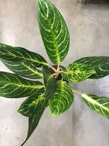 heserat yeyen bitki: Aqlaonema Aqlaonema çox maraqlıdır və yeni bitki sahibləri üçün böyük — 2