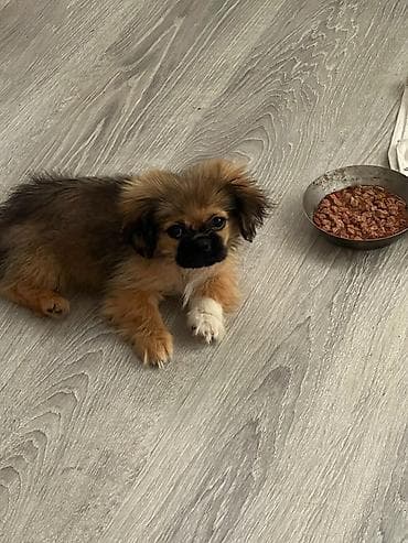 heyvan bazari: Pekines, 3 ay, Erkek, Ünvandan götürmə — 1