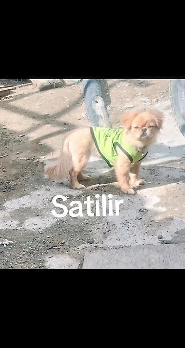 afcarka satilir: Pekines — 1