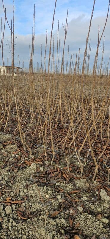 xar tut meyvesi: 🍒 GİLAS TİNGLƏRİ SATILIR 🍒 📍 Şabran rayonu Ərkən sortlar mövcuddur — 2