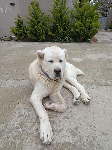 tibet iti: Alabay, 8 ay, Erkek, Ünvandan götürmə — 3