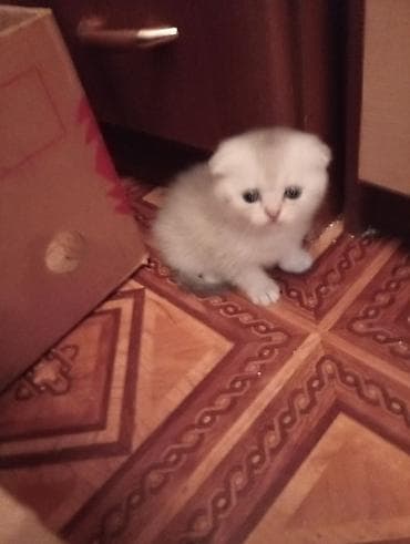 pişiy adlari: Şinşilla, Dişi — 5