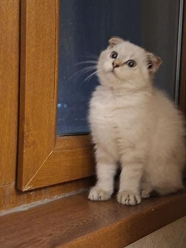 simmental inək cinsi: Şotland yastı qulaq, Erkək, Yaxşı əllərə — 6