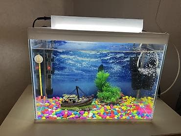 Akvariumlar: Dördbucaq akvarium, Balıqlarla birlikdə, 24 l — 2