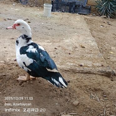 Mal-qara: Satilir təmiz heyvanlardi — 2