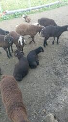 border collie qiymeti: Damazlıq Kök Quzular Masallı Rayon Qızılagac kendınde 0507249099 Bu — 1