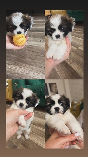 itlee: Pekines, 2 ay, Erkek, Ünvandan götürmə — 1