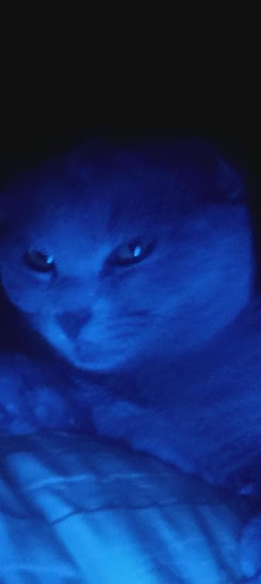 приют для кошек баку: Британская, Самка, В добрые руки — 1