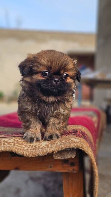 itle barter: Pekines, 2 ay, Erkek — 5