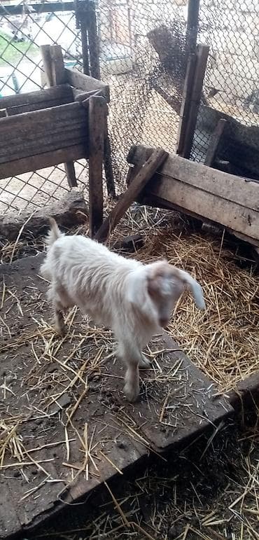 Digər heyvanlar: Salam saglam yem yeyen çəpişdi real alıcılar zeng vursun — 1