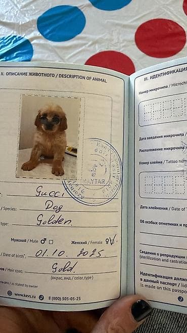 kangal it: Retriever, 7 ay, Dişi, Sənədli, Pulsuz çatdırılma — 6