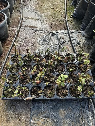 Саженцы деревьев: Dibçəkdə qızılgüllər satılır. Böyük dibçək 4 azn orta 3 azn kiçik — 7