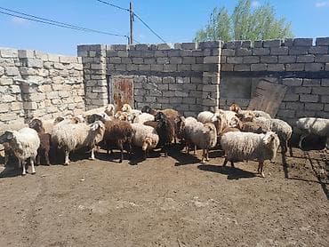 qoyun itleri: Topdan satilir 28 baw qoyun satilir otlaq gormuw heyvanlardi 10 ededi — 9