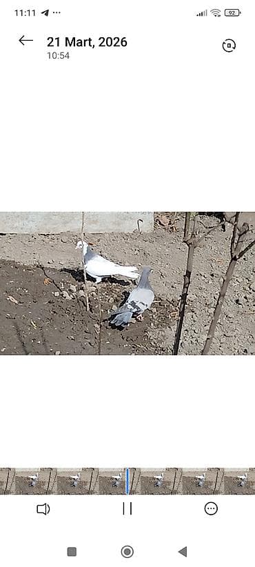 göyərçin: Cütü 50m — 2