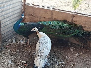 Pişiklər: Məhsul: Tavus quşu cütü - Növ: Hind tavus quşu (Peafowl) – erkək və — 3