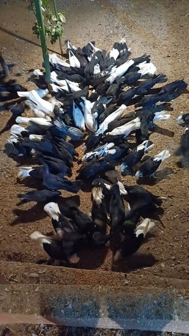 Gəmiricilər: Məhsul: Qara-ağ rəng çalarlarında ev göyərçinləri qrupu Təsvir: - — 3