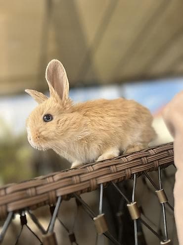 dovsan balasi satilir: !!! 5 aylıq erkək!! Holland Lop dovşan satılır. Çox gözəl və nadir — 5