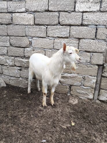 Сельхоз птицы: Təmiz orginal Sani təkəsidi 10 aylığdı Anasıda məndədir Anası 4, 5 — 2