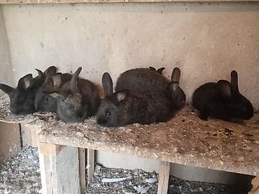 ev itleri ucuz: Salam.7 aylıq burqun. birdəfə bala almışam.yenədə cute vurmuşa ayın — 6