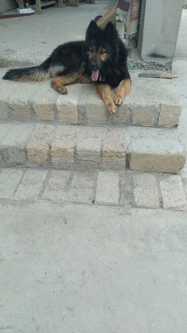 tuklu itlər: Alman çoban iti, 2 ay, Erkek, Peyvəndli, Ödənişli çatdırılma — 8