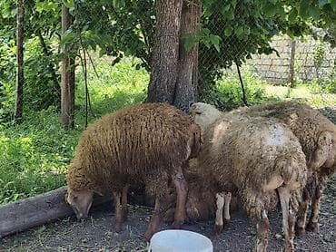 quzu: Erkək Qurbanlıq quzular satılır diri çəkisi 10manat 50qəpikdən qiyməti — 1