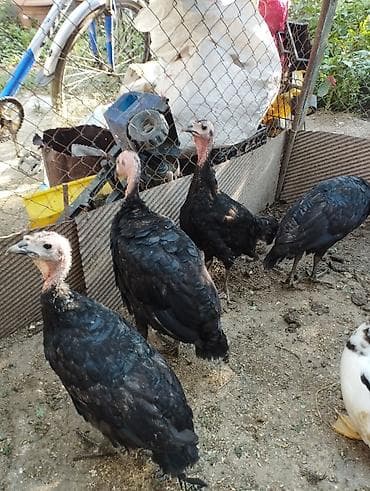 soya yemi: Məhsul: Hinduşka (qaradərili, yerli tip) Təsvir: - Şəkillərdə iri — 2