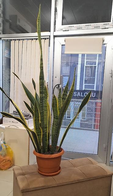 Bitki dərmanları: Sansevyeriya (Qayna­na dili) – dekorativ otaq bitkisi - Növ — 3