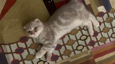 шотландская вислоухая кошка цена в баку: Şotland yastı qulaq, Erkək, Dişi, Ünvandan götürmə — 2