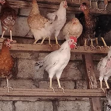 taxta domikler: Qarışıq yerli toyuq və xoruz sürüsü - Cinslər: yerli qarışıq (ağ — 5